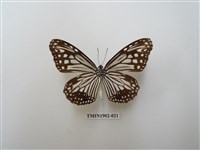 藏品(絹斑蝶)的圖片